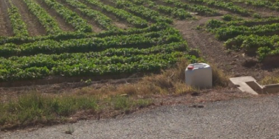 Witam, eksportujemy wysokiej jakości pietruszkę na paletach po 75