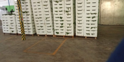 Witam, eksportujemy wysokiej jakości pietruszkę na paletach po 75