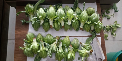 Młode karczochy są świeże i gotowe do zbioru.