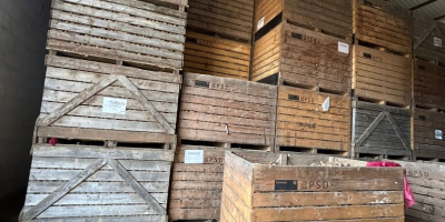 Sprzedam ziemniaki: ROOSTER MARKIES LADY ALICE LADY JANE Dostępna