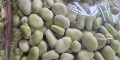 Świeży bób – sprzedaż detaliczna i hurtowa w dużych