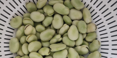 Świeży bób – sprzedaż detaliczna i hurtowa w dużych