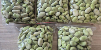 Świeży bób – sprzedaż detaliczna i hurtowa w dużych