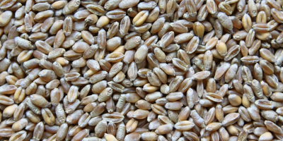 Pszenica paszowa,sucha bez obcych zapachów.