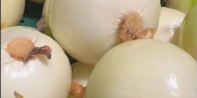 Cebula obrana sprzedaż Hurt detal Przeznaczenie Market Chłodnia Przetwórstwo