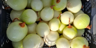 Cebula obrana sprzedaż Hurt detal Przeznaczenie Market Chłodnia Przetwórstwo