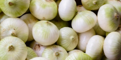 Cebula obrana sprzedaż Hurt detal Przeznaczenie Market Chłodnia Przetwórstwo