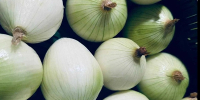 Cebula obrana sprzedaż Hurt detal Przeznaczenie Market Chłodnia Przetwórstwo