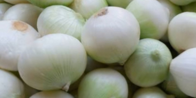 Sprzedam cebulę obraną.Nawiąże współpracę z odbiorcami.Cebula biała. Ilość 5