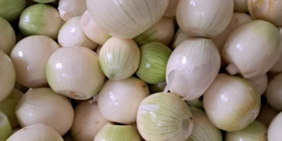 Sprzedam cebulę obraną.Nawiąże współpracę z odbiorcami.Cebula biała. Ilość 5