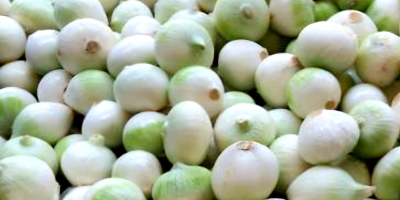 Sprzedam cebulę obraną.Nawiąże współpracę z odbiorcami.Cebula biała. Ilość 5