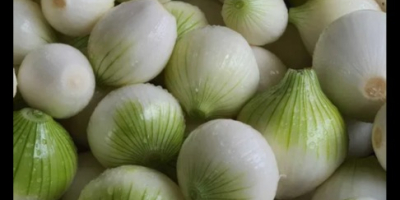 Sprzedam cebulę obraną.Nawiąże współpracę z odbiorcami.Cebula biała. Ilość 5