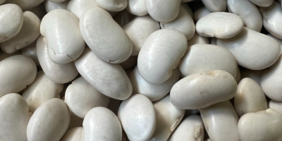 Fasola Jaś Karłowy zbiór wrzesień 2025, nie suszona -