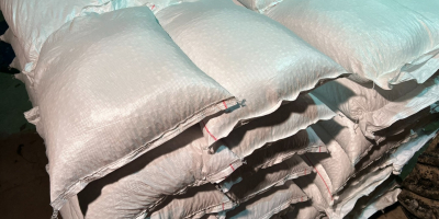 Fasola Jaś Karłowy zbiór wrzesień 2025, nie suszona -