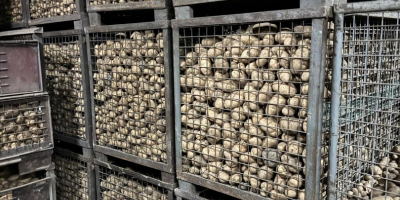 Witam, mam do sprzedania ziemniaki jadalne: - odmiana: Lord,