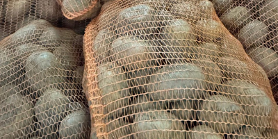 Witam, mam do sprzedania ziemniaki jadalne: - odmiana: Lord,