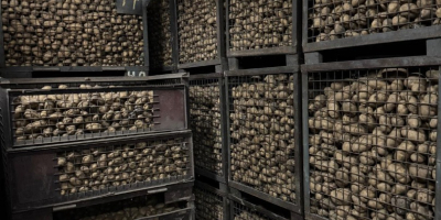 Witam, mam do sprzedania ziemniaki jadalne: - odmiana: Lord,