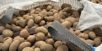 Sprzedam ZIEMNIAKI FRYTKOWE I JADALNE w dużych ilościach. Pakowane