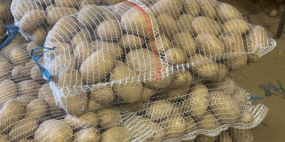 Ziemniak CATANIA, gładka skórka z czystej ziemi, bez uszkodzeń,