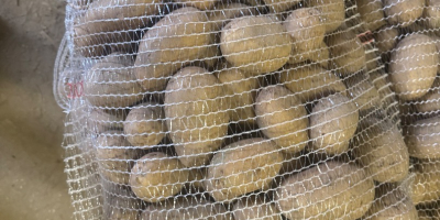 Ziemniak CATANIA, gładka skórka z czystej ziemi, bez uszkodzeń,