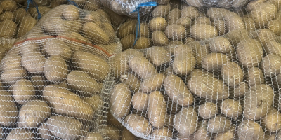 Ziemniak CATANIA, gładka skórka z czystej ziemi, bez uszkodzeń,