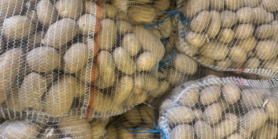 Ziemniak CATANIA, gładka skórka z czystej ziemi, bez uszkodzeń,