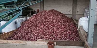 Cebula czerwona Red Baron F1 Fazerowana wentylowana ilosc okolo