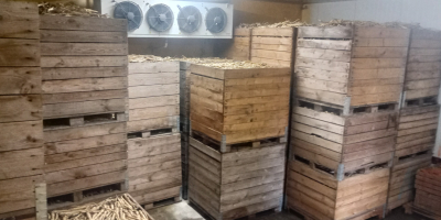 Posiadam na sprzedaż pietruszkę handlowa kaliber 3-6cm więcej informacji