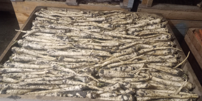 Posiadam na sprzedaż pietruszkę handlowa kaliber 3-6cm więcej informacji