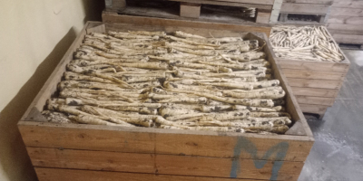 Posiadam na sprzedaż pietruszkę handlowa kaliber 3-6cm więcej informacji