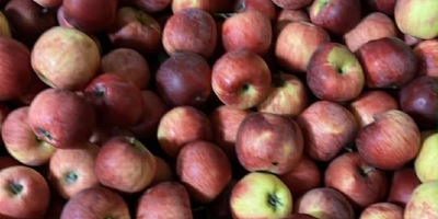 Sprzedam jabłka Galamust na sok 20 ton Florina