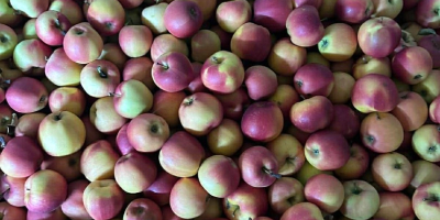 Sprzedam jabłka Galamust na sok 20 ton Florina