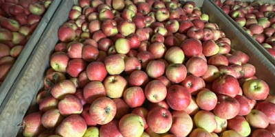 Sprzedam jabłka Galamust na sok 20 ton Florina