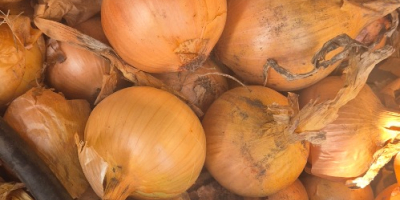 Sprzedam cebule odmiana heybelle . Cebula fazerowana zapraszam