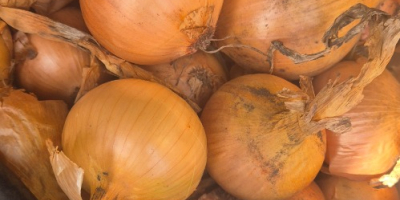 Sprzedam cebule odmiana heybelle . Cebula fazerowana zapraszam