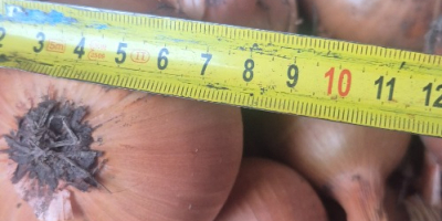 Sprzedam cebule odmiana heybelle . Cebula fazerowana zapraszam