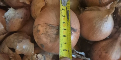 Sprzedam cebule odmiana heybelle . Cebula fazerowana zapraszam