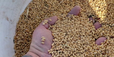 Starożytne i wyjątkowe ziarno