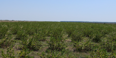 Plantacja znajduje się w powiecie Giurgiu.