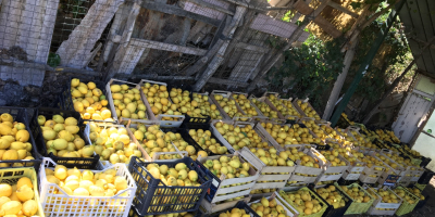 Cytryna Procida IOP - Extra Quality* Cytryna Procida, produkowana