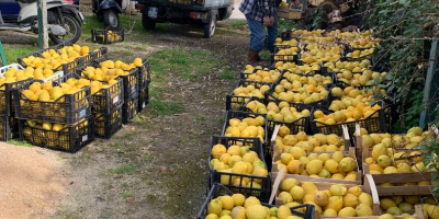 Cytryna Procida IOP - Extra Quality* Cytryna Procida, produkowana