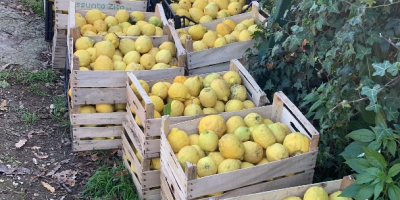 Cytryna Procida IOP - Extra Quality* Cytryna Procida, produkowana