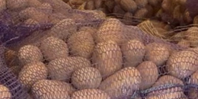 Dzień dobry, Oferujemy ziemniaki jadalne odmian: GALA , QUENN