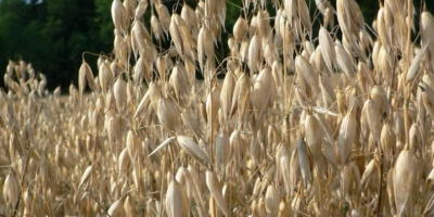 Sprzedam owies bardzo dobrej jakości. Cena 600zł / tona