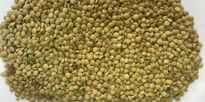 Kazachstańska firma eksportuje do Europy produkty rolne: grykę, krokosz,