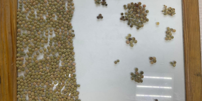 Kazachstańska firma eksportuje do Europy produkty rolne: grykę, krokosz,