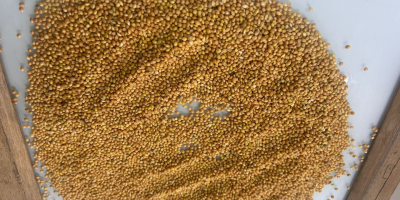 Kazachstańska firma eksportuje do Europy produkty rolne: grykę, krokosz,