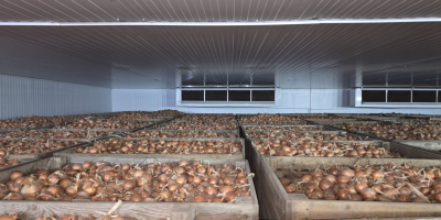 Cebula odmiany Legend, kaliber 50+, sprzedawana w big-bagach lub