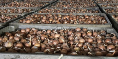 Cebula odmiany Legend, kaliber 50+, sprzedawana w big-bagach lub