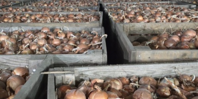 Cebula odmiany Legend, kaliber 50+, sprzedawana w big-bagach lub